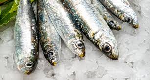 Sardine
